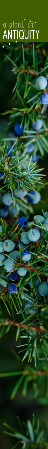 [ JOYS OF JUNIPER - a plant of antiquity] ~ from HerbCo
