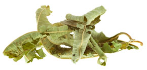 [ lemon verbena ] ~ from Monterey Bay Spice