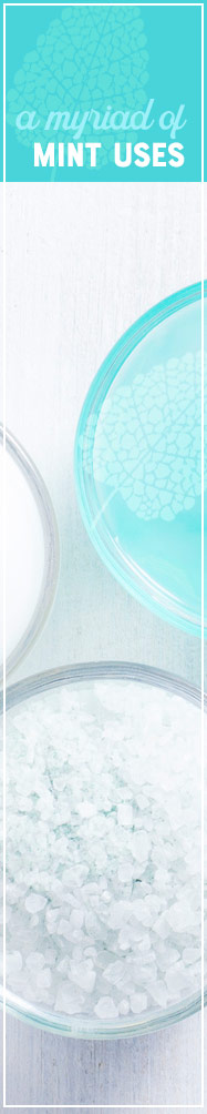 [ Magnificent Mint - A Myriad of Uses ] ~ from Monterey Bay Spice