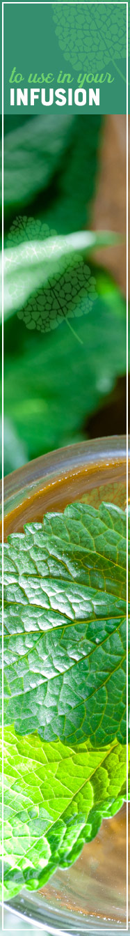 [ Magnificent Mint - to use in your infusion ] ~ from Monterey Bay Spice