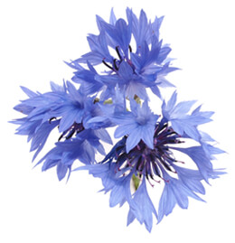 Cornflowers