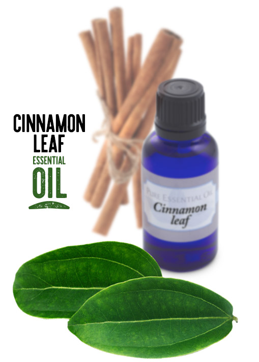 [ Cinnamon Leaf Essential Oil ] ~ from Monterey Bay Spice