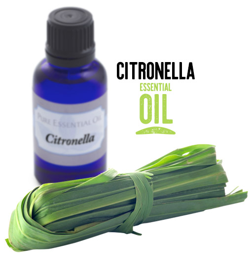 [ Citronella Essential Oil ] ~ from Monterey Bay Spice