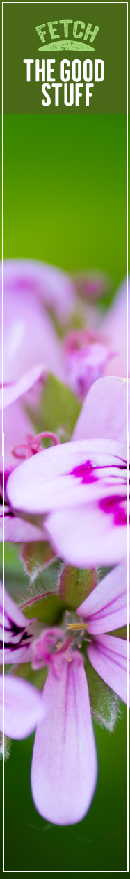 [ PAWS for Pest Control - FETCH THE GOOD STUFF ] ~ from Monterey Bay Spice