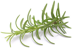 [ rosemary ] ~ from Monterey Bay Spice