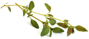 [ thyme ] ~ from Monterey Bay Spice