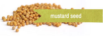 [ Image : Mustard Seed ] ~ from Monterey Bay Spice
