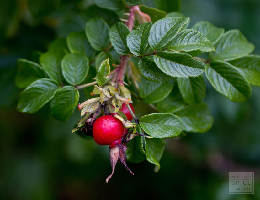 Buy Bulk Rose Hip Seed Oil Monterey Bay Herb Co