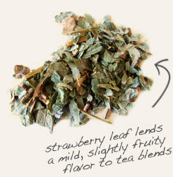 [ tip: Tincture witch hazel leaf with strawberry leaf, which also contains astringent tannins.  ~ from Monterey Bay Herb Company ]