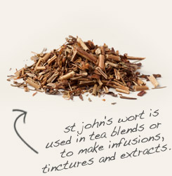 [ tip: Partner cramp bark with St. John’s wort in topical formulations for sore muscles.  ~ from Monterey Bay Herb Company ]