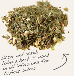 [ tip: Tincture powdered cramp bark with lobelia, an herb that is traditionally partnered with cramp bark.  ~ from Monterey Bay Herb Company ]