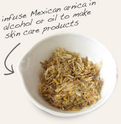 [ tip: Tincture witch hazel bark with arnica flowers to make muscle liniments and skin conditioners. ~ from Monterey Bay Herb Company ]