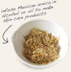 [ tip: Combine horse chesnut with oil infused with arnica flowers when making topical ointments and salves.  ~ from Monterey Bay Herb Company ]