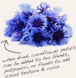 [ cornflower tip: Pair chrysanthemum flowers with cornflower for a colorful and pleasant herbal tea.   ~ from Monterey Bay Herb Company ]