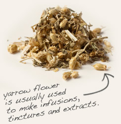 [ yarrow flower tip: Combine chaparral leaf with yarrow in poultices to help ease inflammation of the skin.   ~ from Monterey Bay Herb Company ]