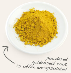[ tip: Combine eyebright with goldenseal when making topical formulations. ~ from Monterey Bay Herb Company ]