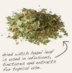 [ tip: Tincture spearmint and witch hazel leaf together to make facial toner or an after-bath body splash.  ~ from Monterey Bay Herb Company ]