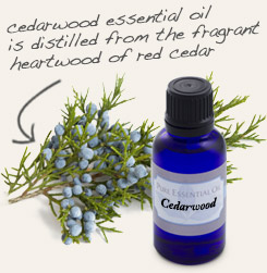 [ tip: Diffuse with cedarwood essential oil to encourage the release of emotional wounds.  ~ from Monterey Bay Herb Company ]
