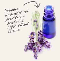 [ tip: Use lavender and pennyroyal essential oils together to deter fleas and other insects. ~ from Monterey Bay Herb Company ]