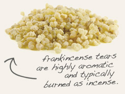 [ frankincense tip: Partner copal oro with frankincense in incense blends.  ~ from Monterey Bay Herb Company ]