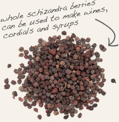[ tip: Combine fo-ti with schizandra berries for more palatable tea.  ~ from Monterey Bay Herb Company ]
