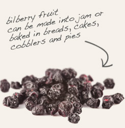 [ tip: Pair dandelion root with bilberry fruit in tea and “coffee” blends.  ~ from Monterey Bay Herb Company ]