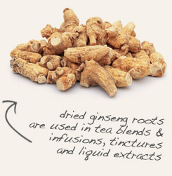 american ginseng