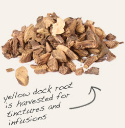 yellow dock root