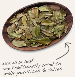 [ tip: Tincture yarrow flower with uva ursi leaves.  ~ from Monterey Bay Herb Company ]