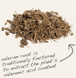 [ tip: Infuse in brandy with valerian root for an herbal nightcap.  ~ from Monterey Bay Herb Company ]