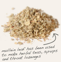 [ tip: Use elecampane root with mullein to produce throat lozenges and syrups.  ~ from Monterey Bay Herb Company ]