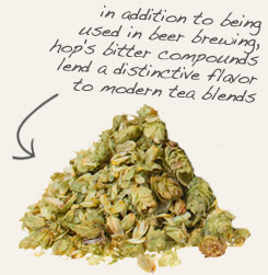 [ tip: Brew homemade beer using horehound and hops together. ~ from Monterey Bay Herb Company ]