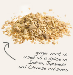 [ tip: Brew yarrow flower with ginger root into a digestive tea.  ~ from Monterey Bay Herb Company ]