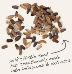 milk thistle seed