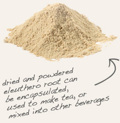 [ tip: Encapsulate powdered American ginseng root with powdered eleuthero root, formerly known as Siberian ginseng.  ~ from Monterey Bay Herb Company ]