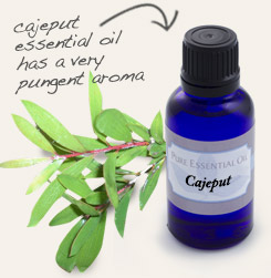 [ cajeput essential oil tip: Add a few drops of cajeput essential oil to whole sticks placed in a bowl for a tabletop mosquito repellent.  ~ from Monterey Bay Herb Company ]