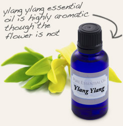 [ tip: Partner with ylang ylang essential oil to produce an exotic perfume. ~ from Monterey Bay Herb Company ]