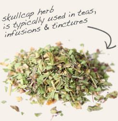 [ skullcap tip: Partner dandelion leaf with skullcap to make a tasty, relaxing tea.   ~ from Monterey Bay Herb Company ]