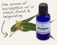 [ tip: Combine with eucalyptus essential oil and a carrier oil to make a massage oil for tired, aching muscles.  ~ from Monterey Bay Herb Company ]