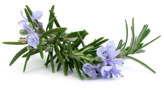 [ Rosemary in Bloom ] ~ from Monterey Bay Herb Company