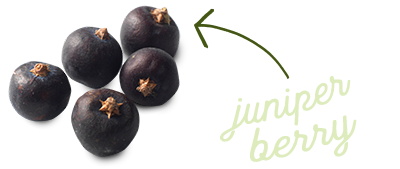 juniper berry