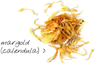 [ calendula ] ~ from Monterey Bay Herb Company