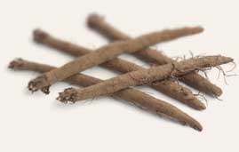 [ Info: Burdock root ] ~ from Monterey Bay Herb Company