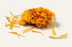 [ Info: calendula ] ~ from Monterey Bay Herb Company