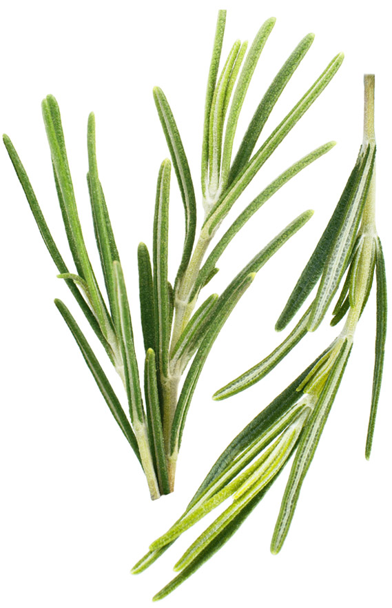 rosemary