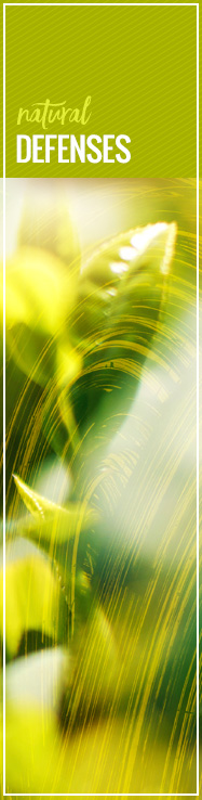 [ Late-Summer Herbal Skin Care Formulas: Natural Defenses ] ~ from Monterey Bay Spice