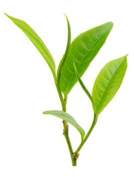 [ Camellia sinensis: Generally, new growth has more caffeine ] ~ from Monterey Bay Spice