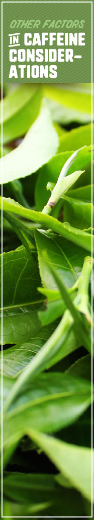 [ Caffeine in Tea: Other Factors in Caffeine Considerations ] ~ from Monterey Bay Spice