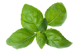 [ basil ] ~ from Monterey Bay Herb Company