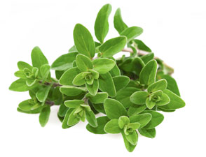 [ marjoram ] ~ from Monterey Bay Herb Company